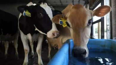 Desi cow palan subsidy