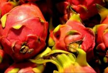Dragon fruit development scheme