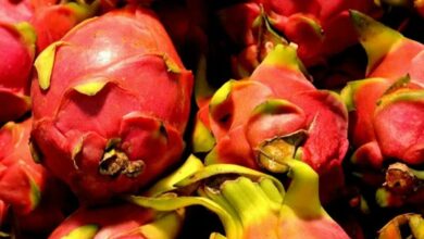 Dragon fruit development scheme
