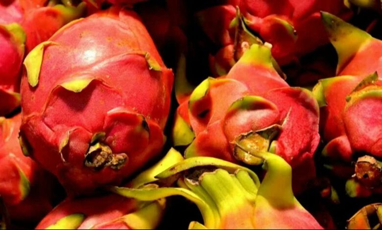 Dragon fruit development scheme