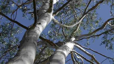 Eucalyptus trees
