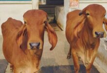 Ganga gay women dairy scheme