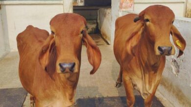 Ganga gay women dairy scheme