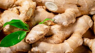 Ginger farming