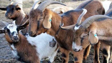 Goat farming subsidy scheme