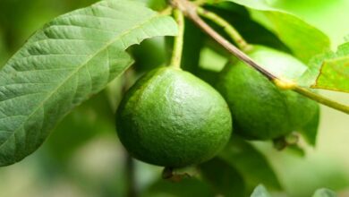Guava gardening