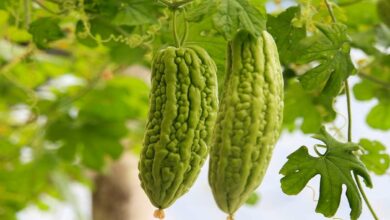 Karela farming