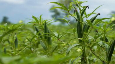 Ladyfinger farming