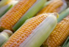 Maize cultivation