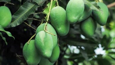Mango cultivation