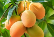 Mango farming