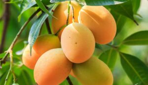 Mango farming