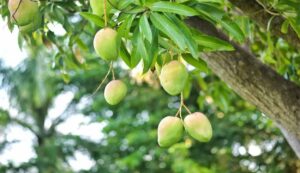 Mango farming