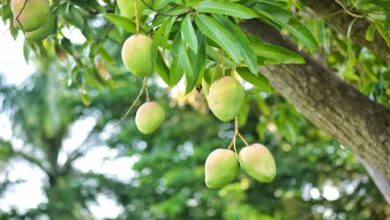 Mango farming