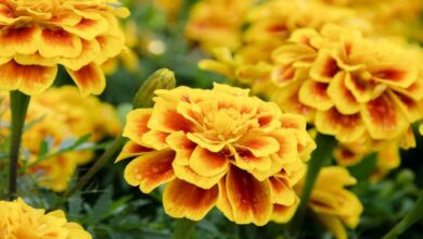 Marigold flower cultivation