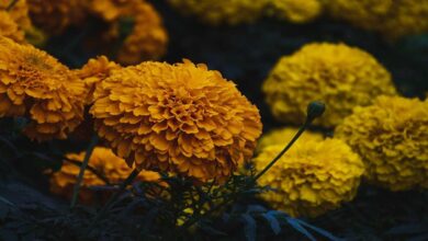 Marigold flower cultivation
