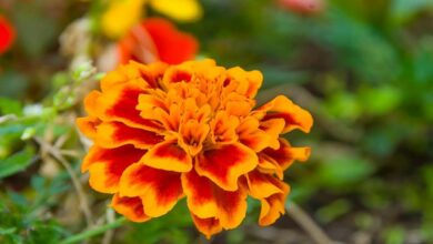 Marigold flower cultivation