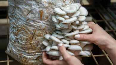 Mushroom cultivation