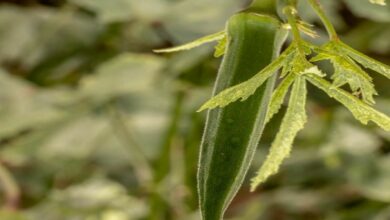 Okra farming tips