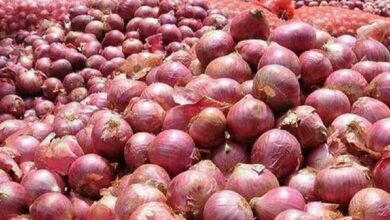 Onion cultivation