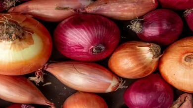 Onion cultivation