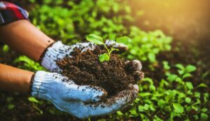Organic farming