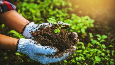 Organic farming