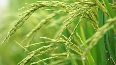 Paddy crop