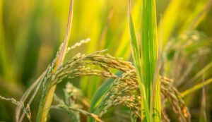 Paddy farming