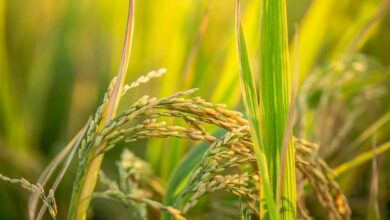 Paddy farming