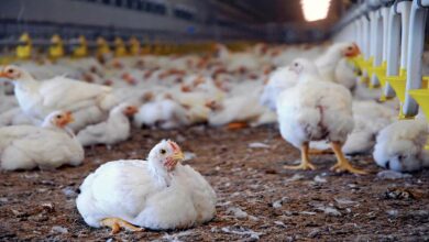 Poultry farming