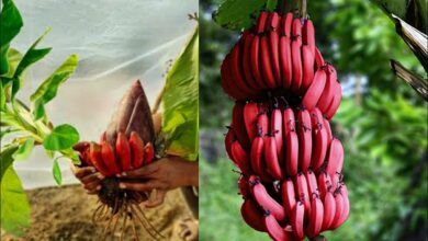 Red banana farming