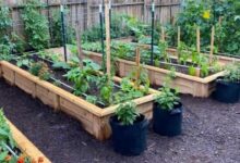 Rooftop gardening yojana