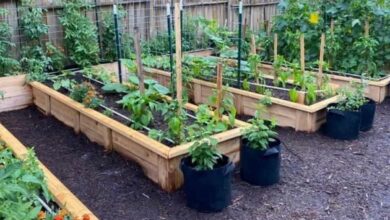 Rooftop gardening yojana