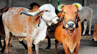 Subsidy scheme 2025