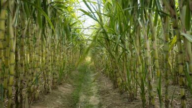 Sugarcane cultivation