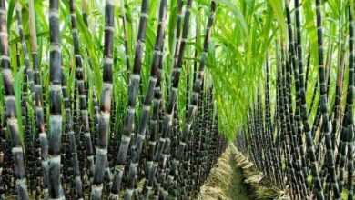 Sugarcane cultivation