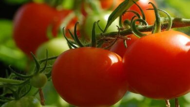 Tomato cultivation