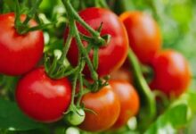 Vegetable farming