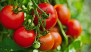 Vegetable farming