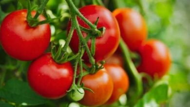 Vegetable farming