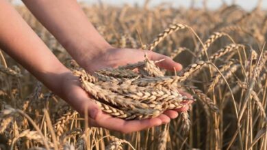 Wheat crop