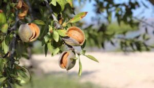Almond cultivation