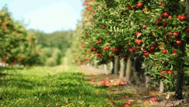 Apple farming