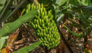 Banana farming