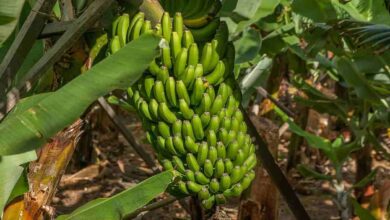 Banana farming