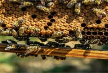 Bee keeping