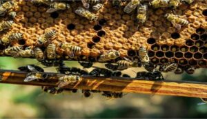 Bee keeping