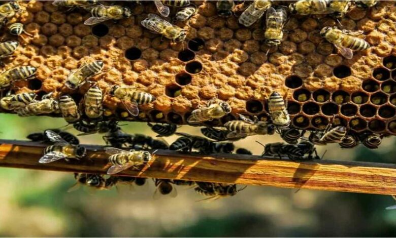 Bee keeping