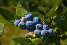 Blueberry farming